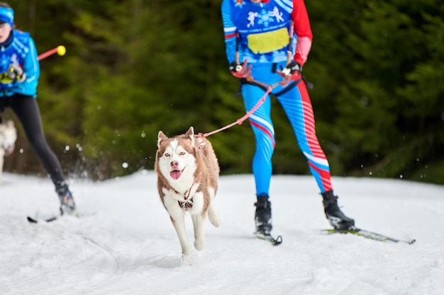 Courses de chiens Skijoring en hiver