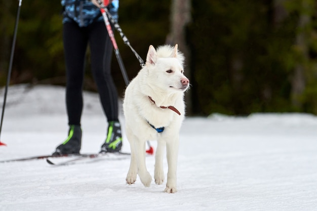 Courses de chiens Skijoring