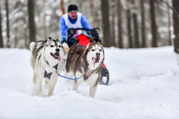 Courses de chiens de traîneau. Les chiens de traîneau Husky tirent un traîneau avec un chien musher. Concours d'hiver.