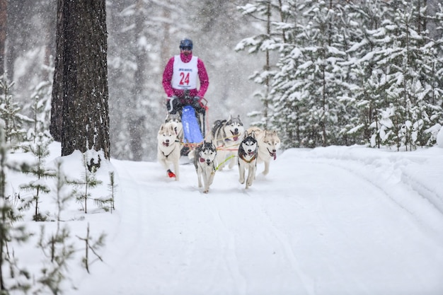 Courses de chiens de traîneau. Les chiens de traîneau Husky tirent un traîneau avec un chien musher. Concours d'hiver.
