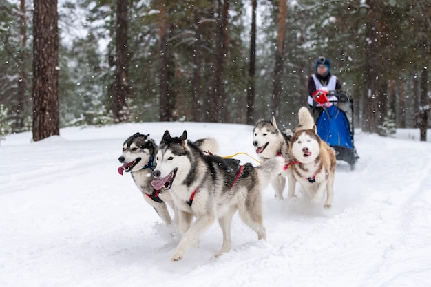 Courses de chiens de traîneau. L'équipe de chiens de traîneau Husky tire un traîneau avec un conducteur de chien. Concours d'hiver.