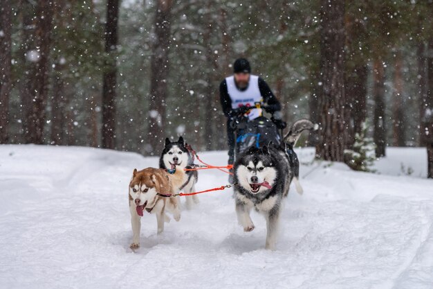 Photo courses de chiens de traîneau. l'équipe de chiens de traîneau husky tire un traîneau avec un musher à chiens. concours d'hiver.