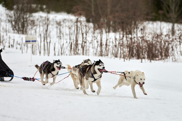 Courses de chiens de traîneau d'hiver dans les montagnes