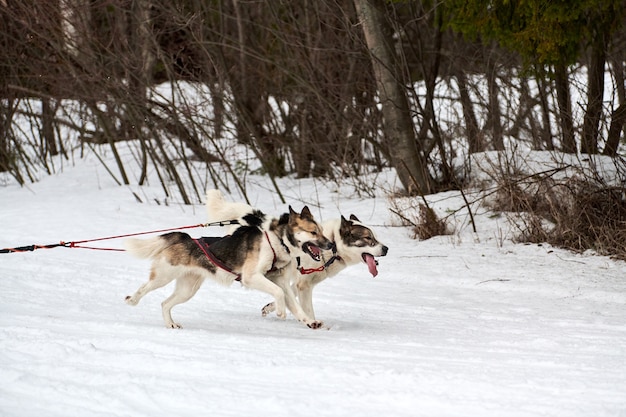 Courses de chiens de traîneau d'hiver dans les montagnes