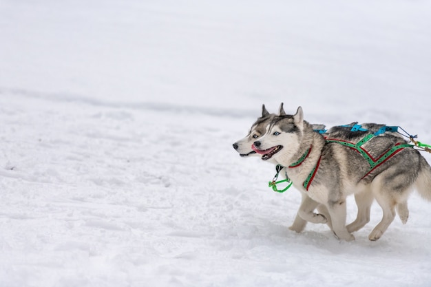 Courses de chiens de traîneau en hiver