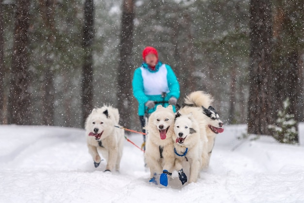 Courses de chiens de traîneau en hiver