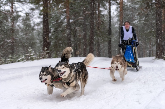 Courses de chiens de traîneau en hiver