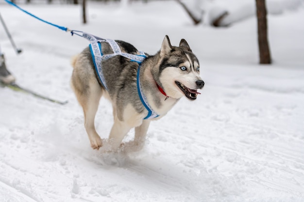 Courses de chiens de traîneau en hiver