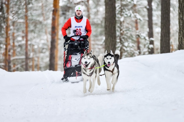 Courses de chiens de traîneau en hiver