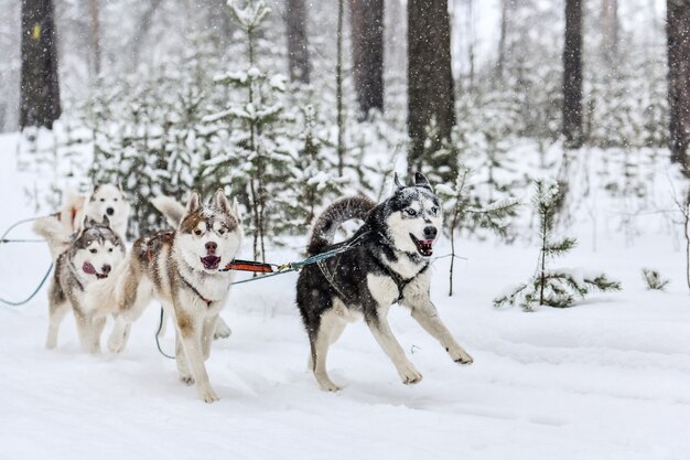 Courses de chiens de traîneau en hiver