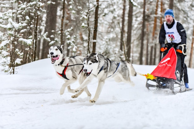 Courses de chiens de traîneau avec huskies