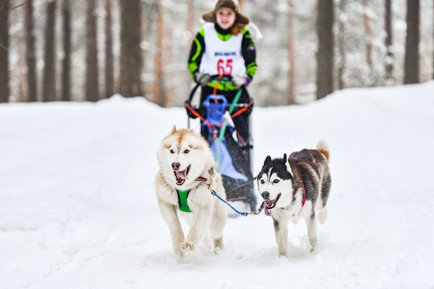 Courses de chiens de traîneau avec huskies