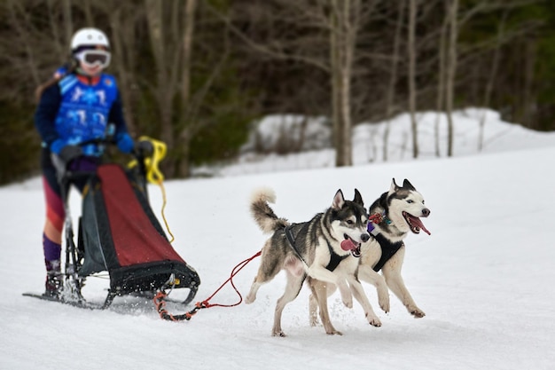 Courses de chiens de traîneau Husky. Compétition d'équipe de traîneau de sport canin d'hiver. Chiens husky sibériens tirent un traîneau avec musher