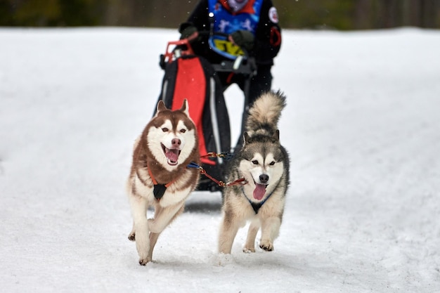 Courses de chiens de traîneau Husky. Compétition d'équipe de traîneau de sport canin d'hiver. Chiens husky sibériens tirent un traîneau avec musher