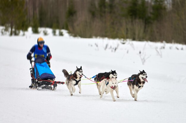 Courses de chiens de traîneau Husky. Compétition d'équipe de traîneau de sport canin d'hiver