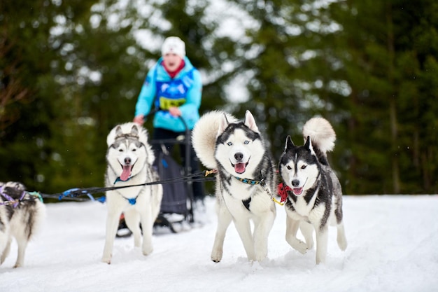 Courses de chiens de traîneau Husky. Compétition d'équipe de traîneau de sport canin d'hiver.