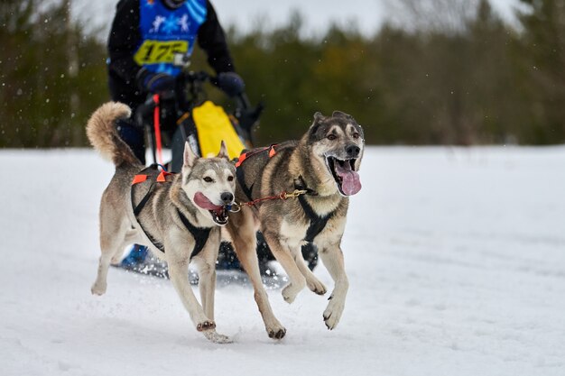 Courses de chiens de traîneau Husky en hiver en hiver