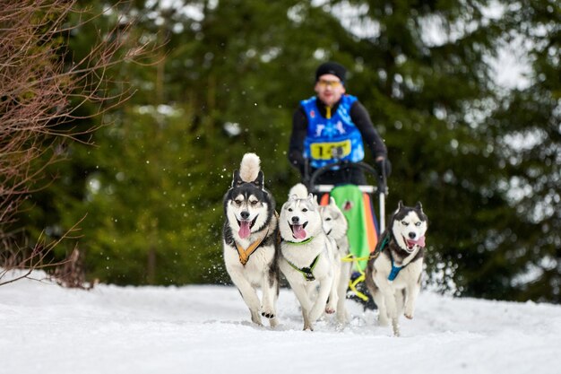 Courses de chiens de traîneau Husky en hiver