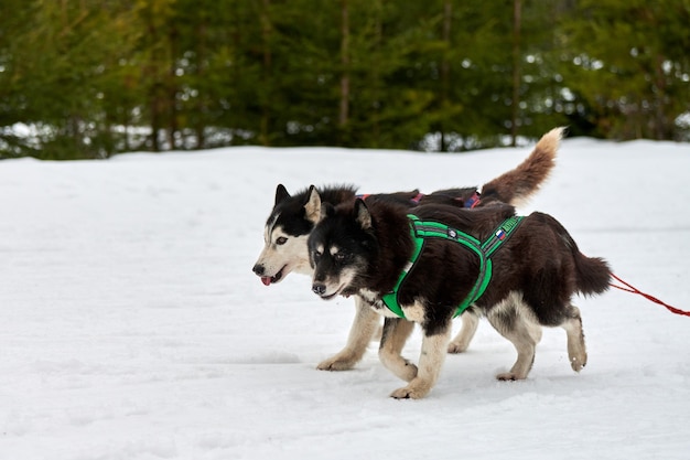 Courses De Chiens De Traîneau Husky En Hiver