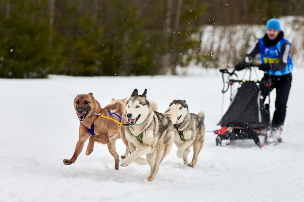 Courses de chiens de traîneau Husky en hiver