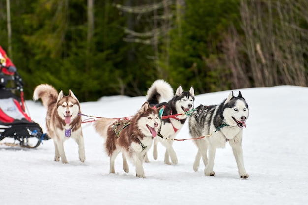 Courses de chiens de traîneau Husky en hiver