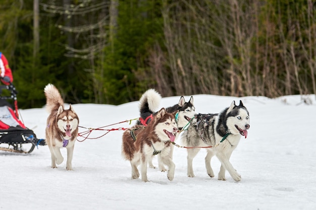 Courses de chiens de traîneau Husky en hiver