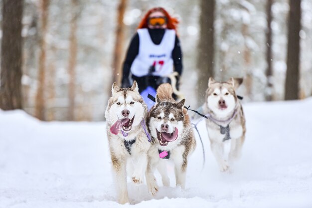 Courses de chiens de traîneau husky sibérien. Compétition hivernale de Mushing. Les chiens de traîneau Husky dans le harnais tirent un traîneau avec conducteur de chien.