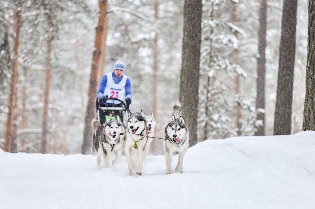 Courses de chiens de traîneau husky sibérien. Compétition hivernale de Mushing. Les chiens de traîneau Husky dans le harnais tirent un traîneau avec conducteur de chien.