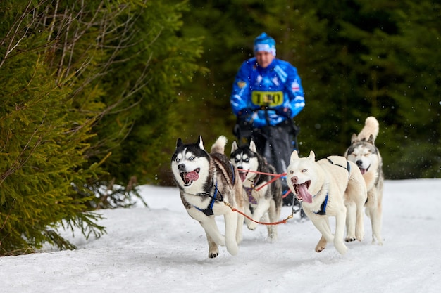 Courses de chiens de traîneau Husky