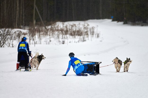 Courses de chiens de traîneau Husky