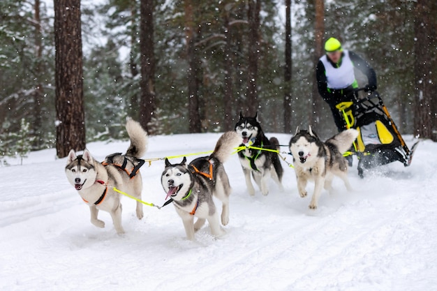 Courses de chiens de traîneau