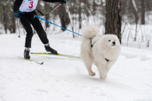 Courses de chiens de traîneau