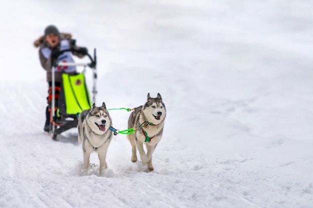 Courses de chiens de traîneau