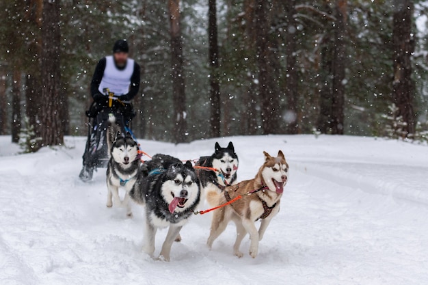 Courses de chiens de traîneau