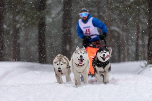 Courses de chiens de traîneaux. L'équipe de chiens de traîneau Husky tire un traîneau avec un conducteur. Compétition d'hiver.