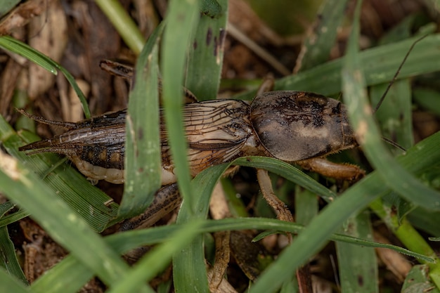 Courtilière adulte de la famille des Gryllotalpidae