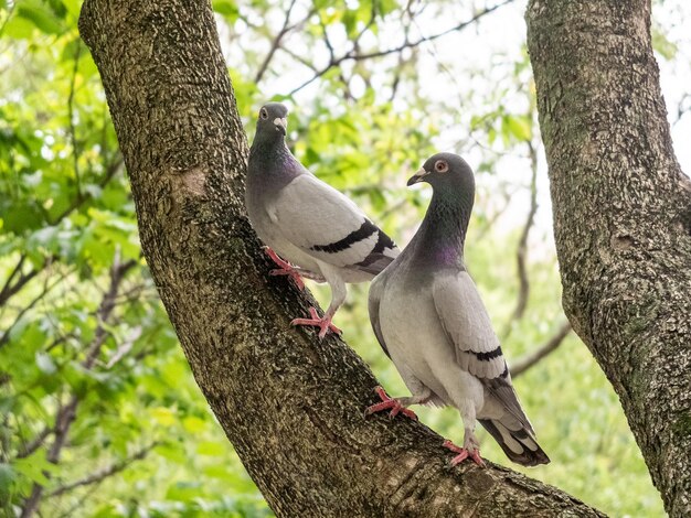 Courtiser les pigeons dans le parc