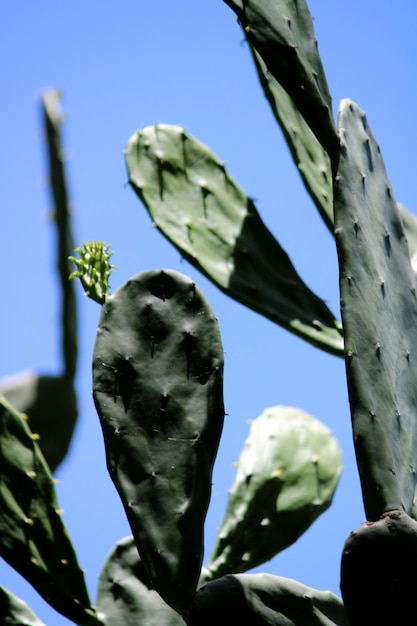 Les coussinets de cactus de figue de barbarie