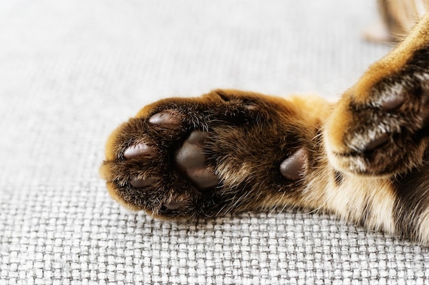 Coussinets doux et moelleux sur les pattes assises en gros plan Pattes de chat du Bengale