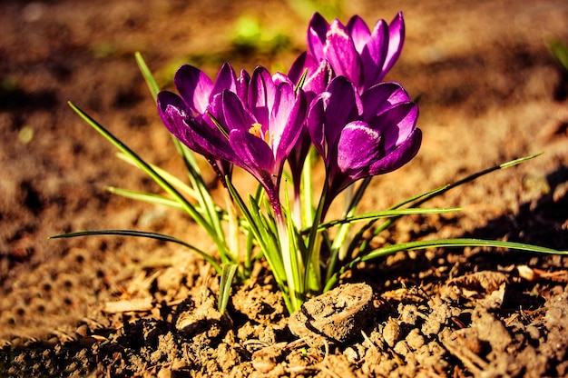 Cousteau petit gros plan de fleurs de crocus violet avec de la terre brune