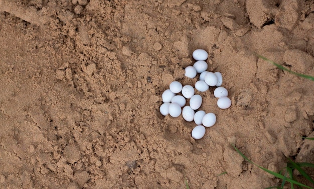 Une couvée de 20 œufs de lézard blanc dans le sable avec une copie de l'espace