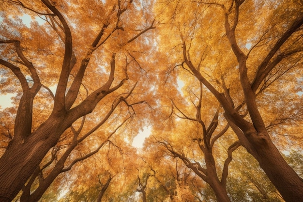 Un couvert arboré avec des feuilles d'automne et le mot arbre dessus