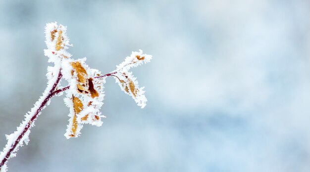 Couvert un arbre de branche de givre sur fond flou. Espace de copie_