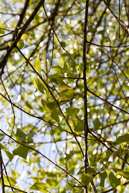 Couvert d'arbres à feuillage vert au printemps ou en été, belle nature agréable et air frais