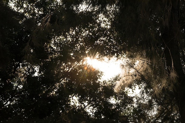 Un couvert d'arbres avec le soleil qui brille à travers les arbres