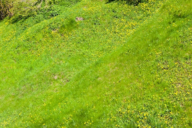 Couvert de terrain vallonné d'herbe fraîche, éclairé par la lumière du soleil, gros plan