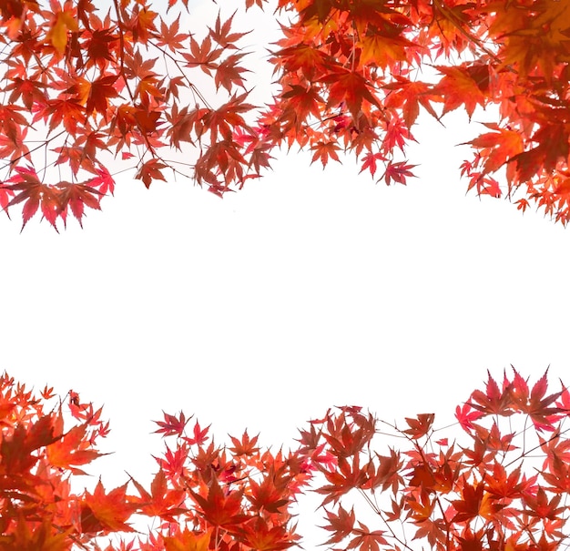 Couverture de feuilles d'érable rouge sur fond blanc