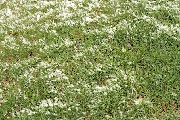 Couverture de neige sur l'herbe dans le parc Le concept de précipitations gel froid conditions météorologiques anormales pendant la saison chaude Image d'arrière-plan pour les articles