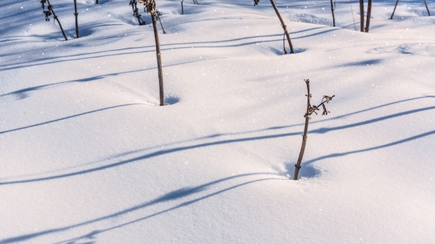 Couverture de neige profonde blanche dans le jardin