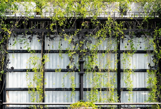 Couverture végétale rampante sur la fenêtre en verre